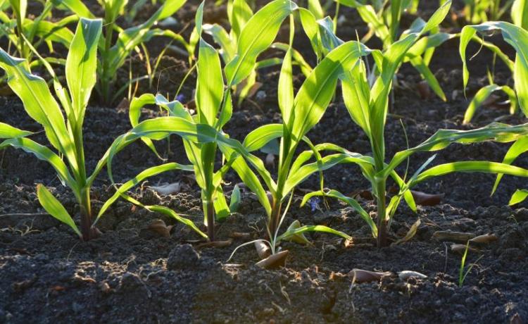 Potassium silicate for plants which is safe and reliable | Noble Alchem